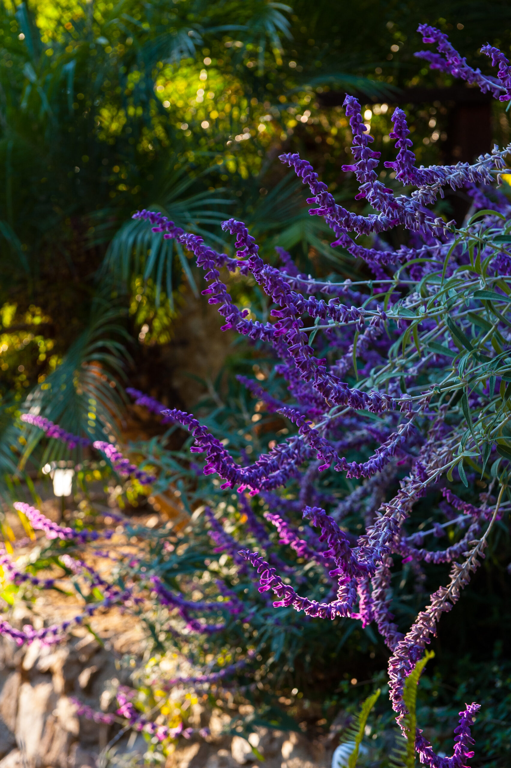 LA Breathe-0366